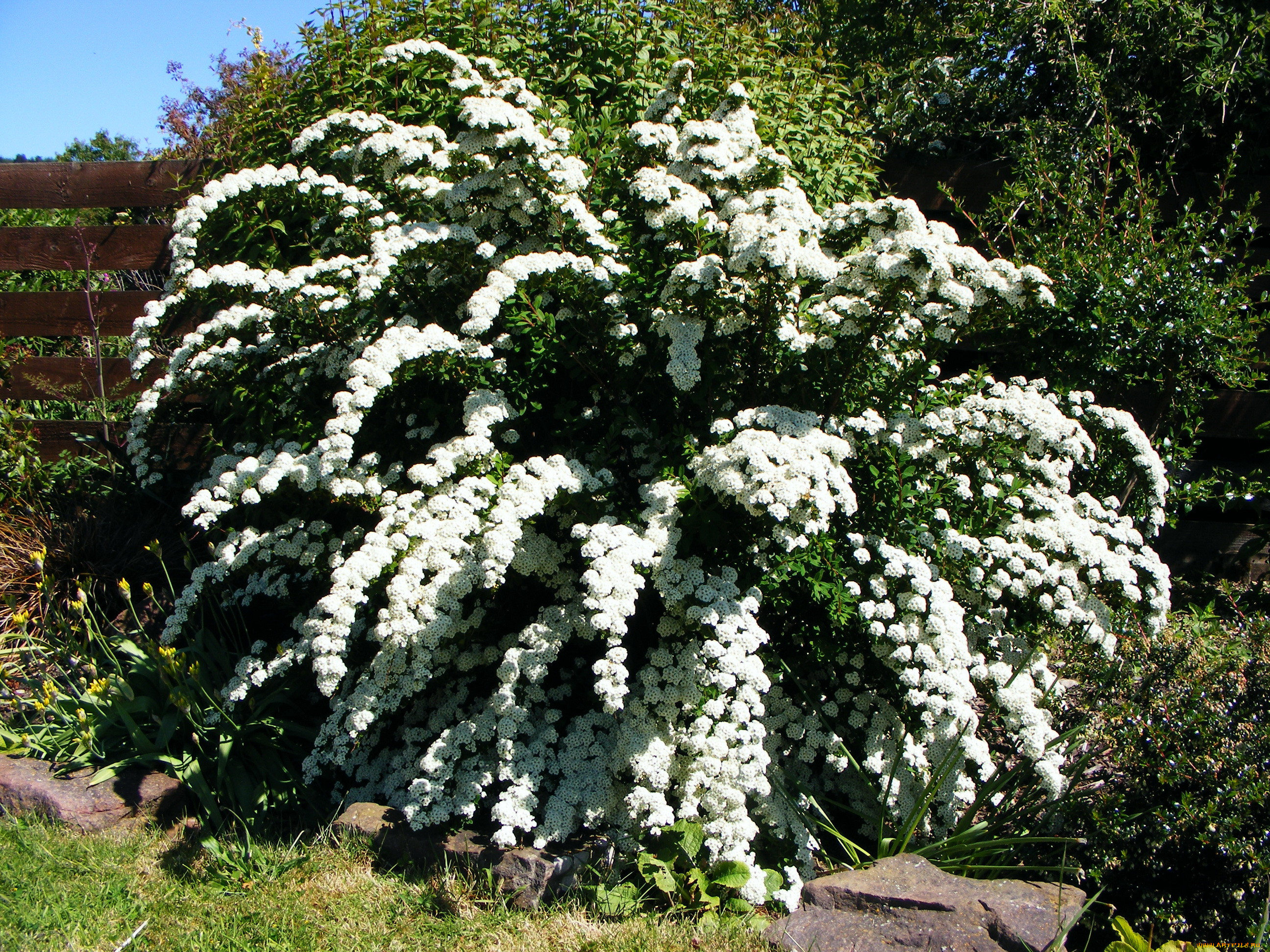 Спирея Руберима